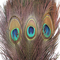 Plume de paon naturelle véritable 100-110 CM, plumes à grands yeux pour bijoux DIY, décoration intérieure, plume de paon