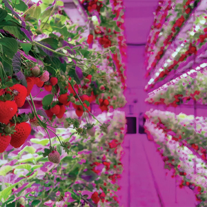 Contenedor de Cultivo de Fresas con Aislamiento Multicapa, Colector de Goteo Separado, Regulación Manual del Agua, Diseño de Flujo de Aire Cruzado Natural - Product Image 2