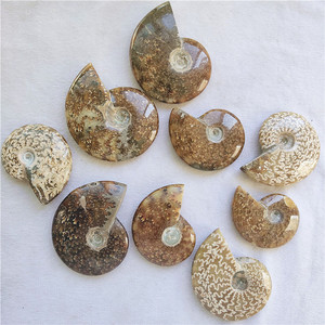 Commercio all'ingrosso Naturale Ammonite Fossil Lumaca Conch Fossil pietre e cristalli per la decorazione - Product Image 4
