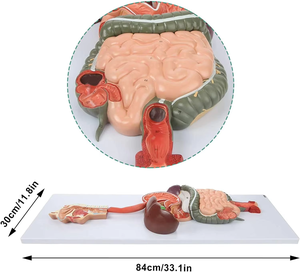 Modello Anatomico 3D del Sistema Digestivo Umano per Scuole Mediche e Formazione Infermieristica in PVC Certificato CE/ISO - Product Image 5