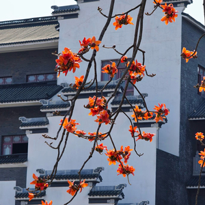 Rivestimento per Pareti <span class=keywords><strong>Esterne</strong></span> di Alta Qualità, Vernice Decorativa per Case, Pittura a Emulsione Anti-Crepa, Finitura Liscia - Product Image 4