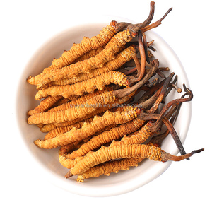 Kustom makanan kesehatan kering seluruh tanaman Cordyceps Sinensis dari Cina musim dingin cacing dan musim panas rumput Cordyceps Sinensis - Product Image 1