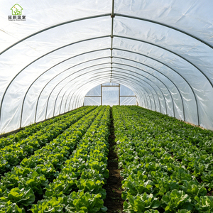 Invernadero Portátil Grande de Plástico Cubierto con Láminas, Diseño de <span class=keywords><strong>Túnel</strong></span> de un Solo Tramo para Agricultura y Jardinería - Product Image 2