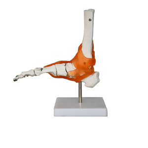 Modelo de <span class=keywords><strong>Esqueleto</strong></span> <span class=keywords><strong>para</strong></span> Enseñanza, Modelo de Huesos de PVC, Modelo Anatómico <span class=keywords><strong>Humano</strong></span> con Ligamentos, Modelo de Articulación del Pie - Product Image 5