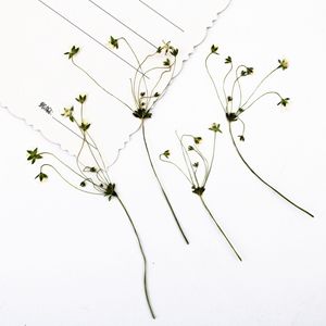 Fleurs blanches étoilées séchées et pressées avec tiges pour résine, coques de téléphone, marque-pages, scrapbooking et artisanat - Product Image 3