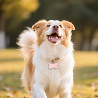 Plaques d'identification personnalisées pour animaux de compagnie (chiens et chats) en forme d'os ou de cœur, ornées de strass, gravables avec nom et coordonnées, pour Petco et accessoires d'identification.