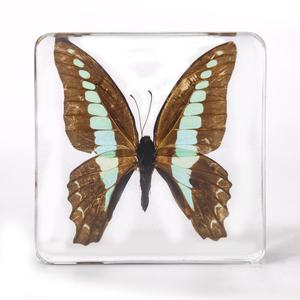 تحنيط فراشة في راتنج مستجدات عينة حقيقية للفتيان والفتيات هدايا للعودة إلى المدرسة والتخرج - Product Image 2