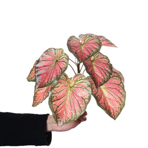 Plante artificielle Monstera Dream Castle 25 cm 9 feuilles en plastique Décoration intérieure Décoration de jardin - Product Image 4