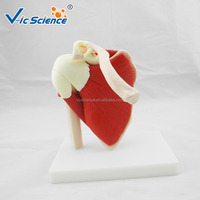 Modelo de Articulación de Hombro de Tamaño Real con Músculos, Modelo Anatómico de Ligamentos Musculares del Hombro Humano, Enseñanza de Ortopedia, CE/ISO/ROHS/CNAS