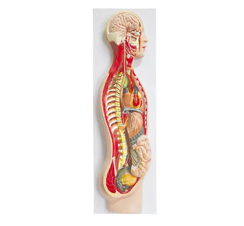 Ya/h025 modelo de anatomia nervosa, modelo de sistema nervoso humano