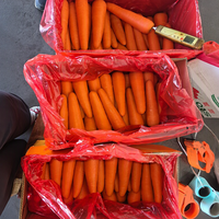 Nouvelles récoltes de carottes rouges fraîches, directement de l'usine, prix bas, carottes jaunes propres et lavées