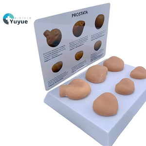PVC massa della prostata modello anatomico strumento di apprendimento tattile per l'educazione medica - Product Image 1