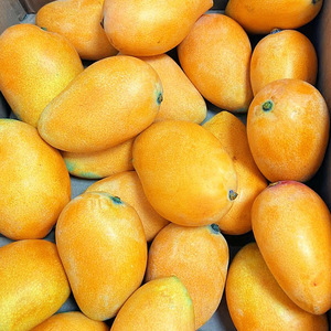 Atacado Sazonal Fresco e Grande Mangas Não-Royal Golden Manges FD Processo Seco De Taichung Agricultores - Product Image 4