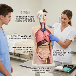 Modèle <span class=keywords><strong>de</strong></span> torse humain <span class=keywords><strong>de</strong></span> 85 cm, 15 parties détachables, PVC, taille réelle, pour ressources pédagogiques médicales, CE ISO ROHS CNAS - Product Image 1
