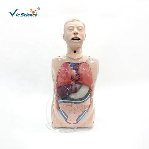 Modèle de mannequin d'entraînement pour infirmières, modèle de torse d'anatomie humaine, modèle transparent de lavage gastrique, modèle anatomique d'enseignement du torse - Product Image 3