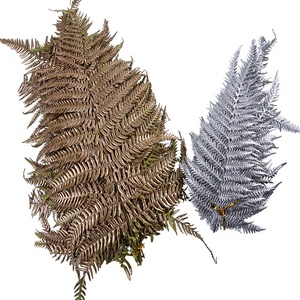 Piante di Pteridofite Conservate Color Oro e Argento, Fiori Secchi per Laurea, Natale, Capodanno, Matrimonio, San Valentino - Product Image 1