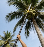 ASEK Fabriqué en Chine, Perche de cueillette de noix de coco télescopique de 60 pieds
