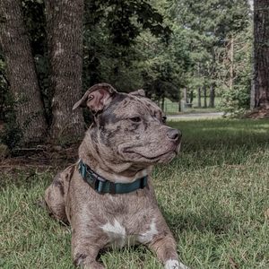 Country Brook Petz Collar de perro hecho en América para perros grandes, medianos, pequeños y cachorros-Nylon resistente de lujo en 33 deslumbrantes - Product Image 2