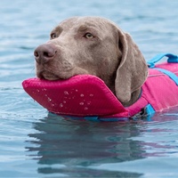 Maillot de bain pour animaux de compagnie personnalisé, luxe, simple, été, écologique, durable, flottabilité élevée, couleur unie contrastée, pour chiens grands/petits, XL