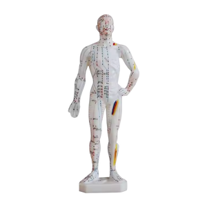 Modèle d'acupuncture en PVC ADA Medical Science 50CM mâle pour la démonstration de la maladie et outil d'enseignement médical de formation 26CM - Product Image 3