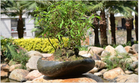 Pot bunga batu Cobble dekoratif dalam ruangan