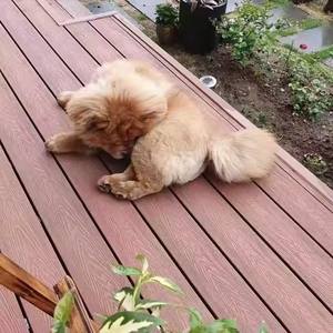 Plancher de terrasse en WPC pour jardin, imperméable, résistant aux UV, à motifs profonds, pour piscine extérieure - Product Image 3