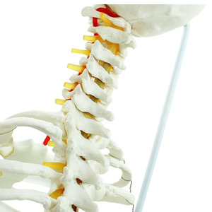 Flexible Funktion Adult 1:1 Wirbelsäule mit Becken und Sternum Modell Bandscheibe ist durchscheinend - Product Image 5