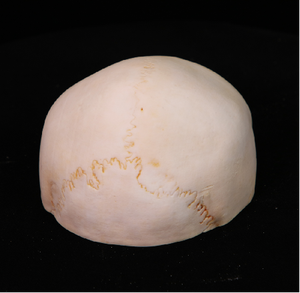 Modèle d'impression <span class=keywords><strong>3D</strong></span> humaine Modèle de <span class=keywords><strong>crâne</strong></span> <span class=keywords><strong>humain</strong></span> Modèle <span class=keywords><strong>humain</strong></span> numérique pour l'apprentissage de l'anatomie Matériaux respectueux de l'environnement - Product Image 4