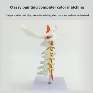 Modelo anatómico de columna Cervical humana, arteria carótida, disco intervertebral <span class=keywords><strong>Posterior</strong></span> occipital, ligamento, modelo de enseñanza de nervio - Product Image 3