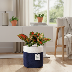 DIVTIK DECOR Modern Eco-Friendly Cotton Braided <b>Storage</b> <b>Basket</b> and Planters with Flexible Design Circle Shape Multi-Purpose Use - Product Image 2