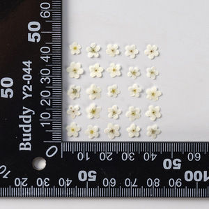 Marque-pages artisanaux en <span class=keywords><strong>fleurs</strong></span> de Trigonotis (Oubli-moi-pas-je-le-souviens) naturelles, écologiques et véritables, pressées à la main - Product Image 6