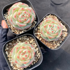 Echeveria 'Green Bodhi' Crassulaceae, Pianta Succulenta di Lusso Ecologica di Alta Qualità in Vaso per Arredamento Interno ed Esterno - Product Image 4