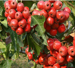 Crataegus Hawthorn Hawthorn Fructus cratorii ekstrak PE bubuk - Product Image 3