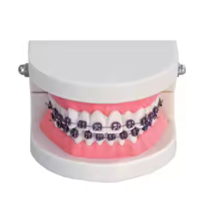 Modello Didattico per Igiene Orale Gelsonlab HSBM-447, Modello per Pulizia dei Denti, Grande Modello Dentale con 32 Denti - Product Image 3