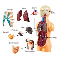 Mini équipement d'éducation d'anatomie naturelle, enseignement des enfants pour l'école primaire