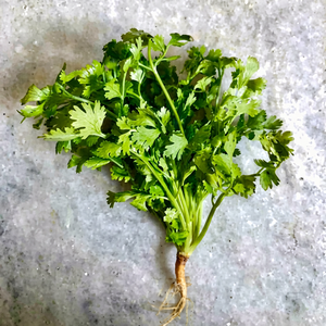 Semillas Enteras de Cilantro Indio 100% Naturales Frescas de Gujarat, Selección Premium de FitTree International para Compradores Internacionales - Product Image 1