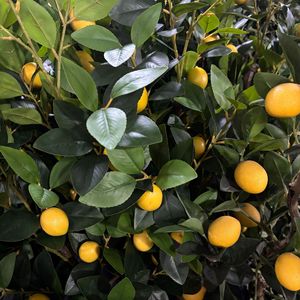 Vente <span class=keywords><strong>en</strong></span> gros d'arbres artificiels de citronniers de haute qualité <span class=keywords><strong>en</strong></span> <span class=keywords><strong>pot</strong></span>, plantes d'intérieur et d'<span class=keywords><strong>extérieur</strong></span> avec un aspect naturel durable <span class=keywords><strong>en</strong></span> plastique PE écologique - Product Image 3