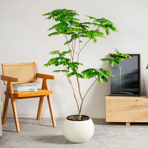 Pot de fleurs en plastique sur pied, grand, épaissi, spécial pour oiseaux de paradis, salon, balcon, pot de plantation, résistant au four - Product Image 4