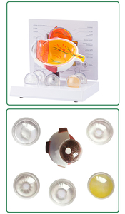 Modelo de Ojo Humano TB-03, Modelo de Enseñanza de Anatomía para Educación en Oftalmología y Optometría, Aist Optics - Product Image 6