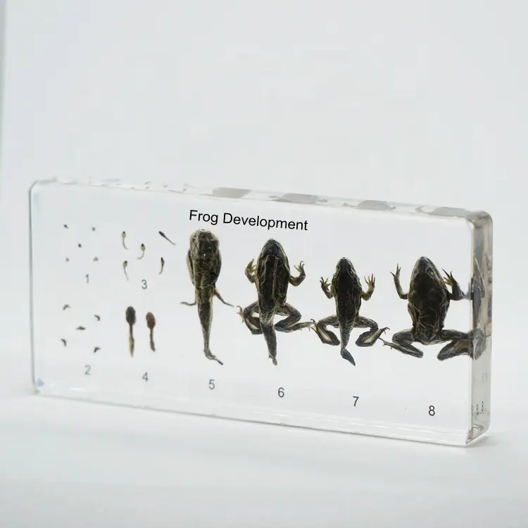 Vero insetto incorporato in resina Frog Life campioni biologici conservati collezione di campioni di insetti reali