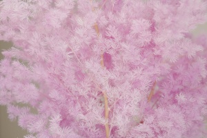 Moon Yu เฟิร์นหน่อไม้ฝรั่งที่เก็บรักษาไว้ได้นานธรรมชาติ - Product Image 4