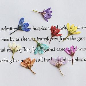 Tiger Tail Grass Flor seca <span class=keywords><strong>Planta</strong></span> en relieve Espécimen Diy Marcapáginas Goteo Pegamento Vela Abanico <span class=keywords><strong>de</strong></span> seda Material hecho a mano - Product Image 4