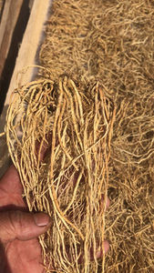 1KG de racines naturelles brutes de radix gentianae, vente à l'eau - Product Image 5