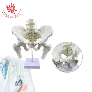 Modelo de Pelvis de tamaño real, equipo de enseñanza que incluye dos secciones de Lumbar y cabeza femenina, modelo anatomico humano de plástico