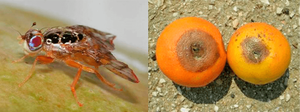 Trampa de Feromonas Trimedlure para Ceratitis Capitata |   Control de la <span class=keywords><strong>Mosca</strong></span> del Mediterráneo en los Cítricos |   Mayorista Perú - Product Image 3