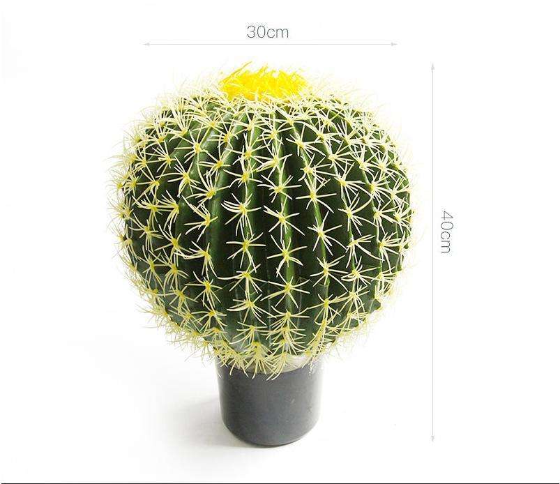 Cactus à épines jaunes avec bassin