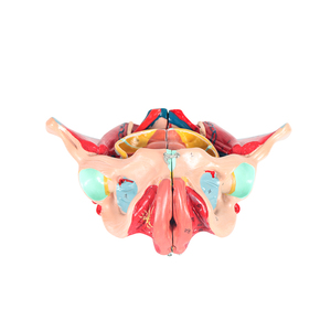 نموذج تشريحي للحوض من كلوريد البولي فينيل لكبار السن من الإناث بما في ذلك الأعضاء التناسلية والأعصاب الوعائية للتدريب على العلوم الطبية في المدارس - Product Image 1