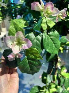 Di alta qualità 55cm bouganville artificiale fiore <span class=keywords><strong>albero</strong></span> interno/esterno giardino ornamento decorazioni murali casa ringraziamento - Product Image 4