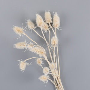 <span class=keywords><strong>Flores</strong></span> Secas de Cardo (Dipsacus Fullonum), Semillas de Cardo Silvestre, Ramo de <span class=keywords><strong>Flores</strong></span> <span class=keywords><strong>Preservadas</strong></span> de Larga Duración - Product Image 4