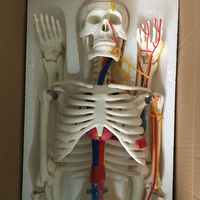 Kalp Damarları Olan İnsan İskeleti Modeli (85CM) PVC Malzemeli Tıbbi Anatomik Model BIX-A1005 Okullarda ve Hastanelerde Eğitim İçin